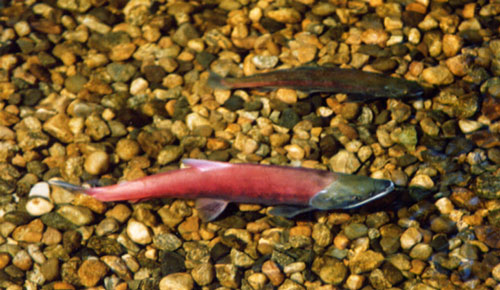 salmon on spawning channel